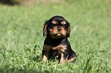 CAVALIER KING CHARLES 575